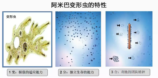 阿米巴经营案例分享丨比亚迪